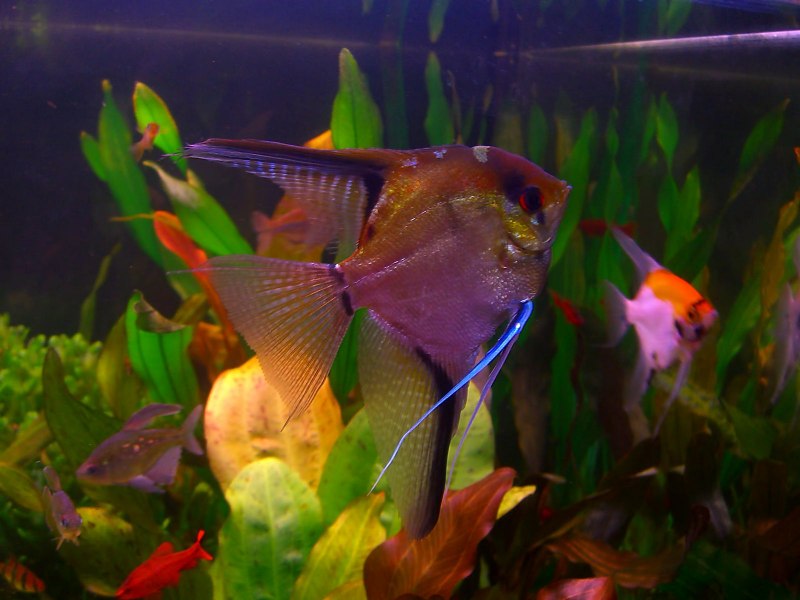 Цихлида Скалярия кои