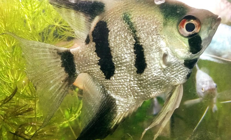 Королевская Скалярия