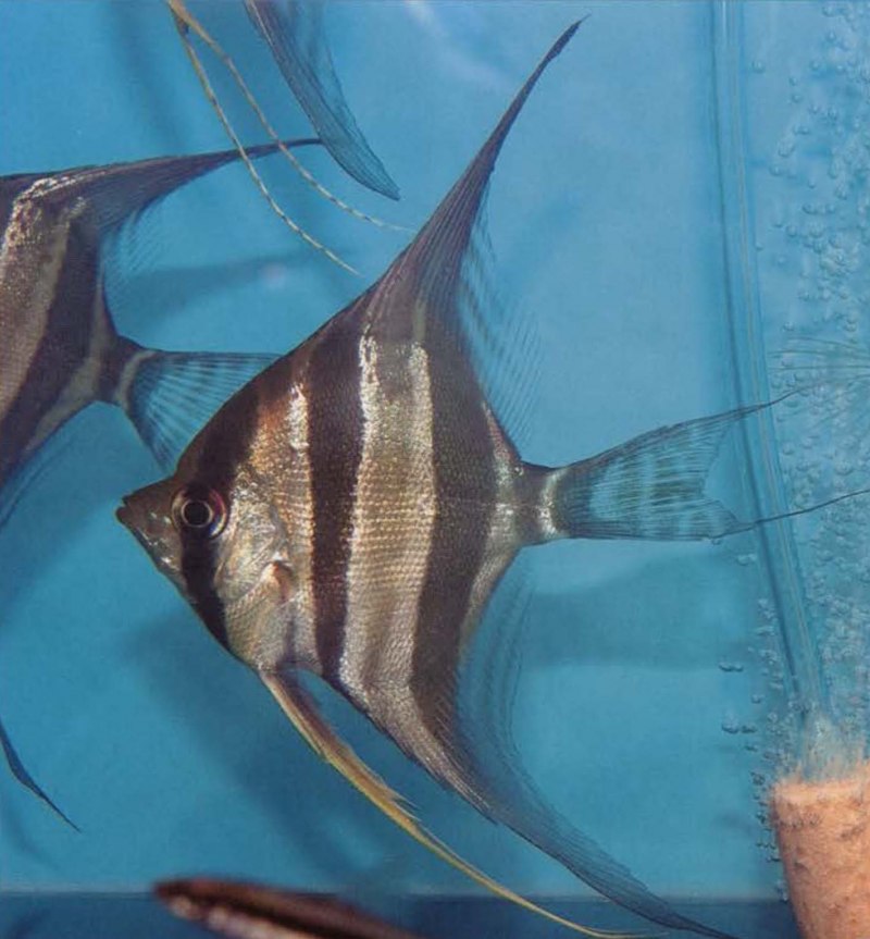 Марокканские скалярии