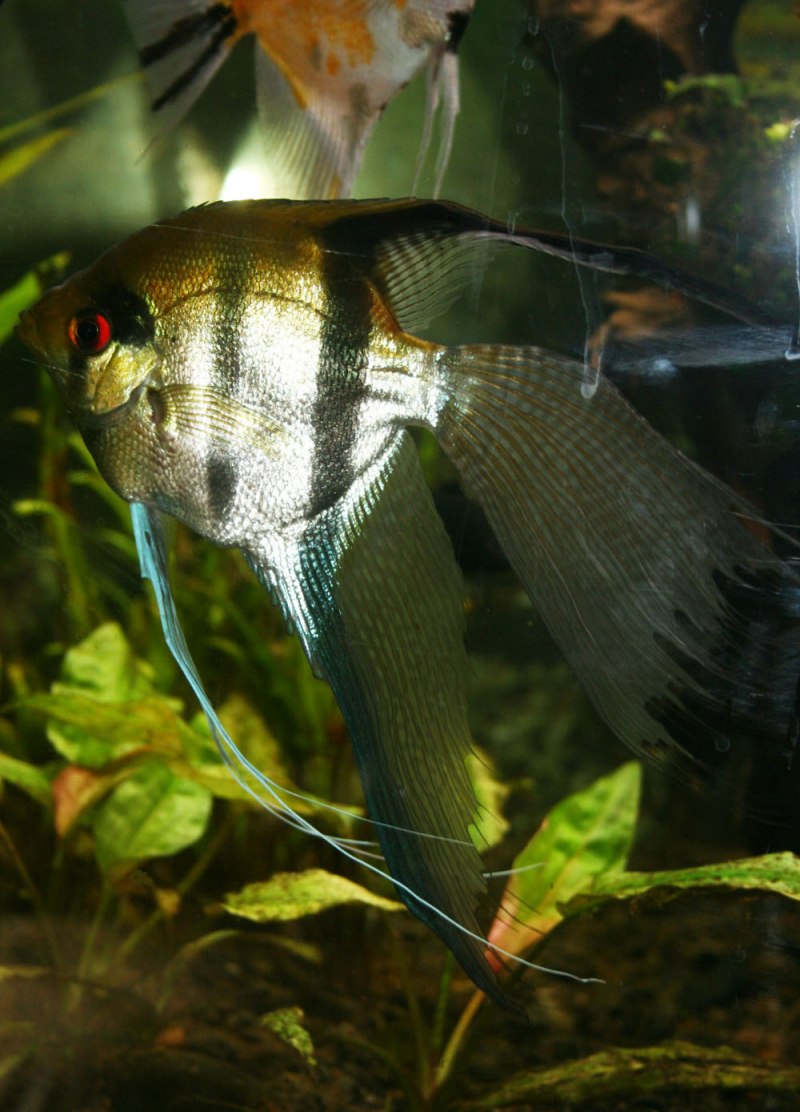 Скалярия Жемчужина Болгарии зеленая