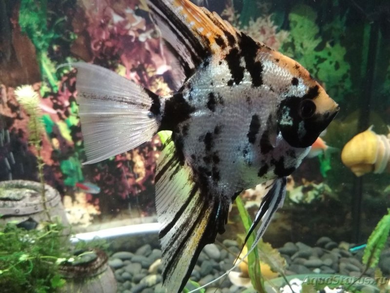 Скалярия Альтум