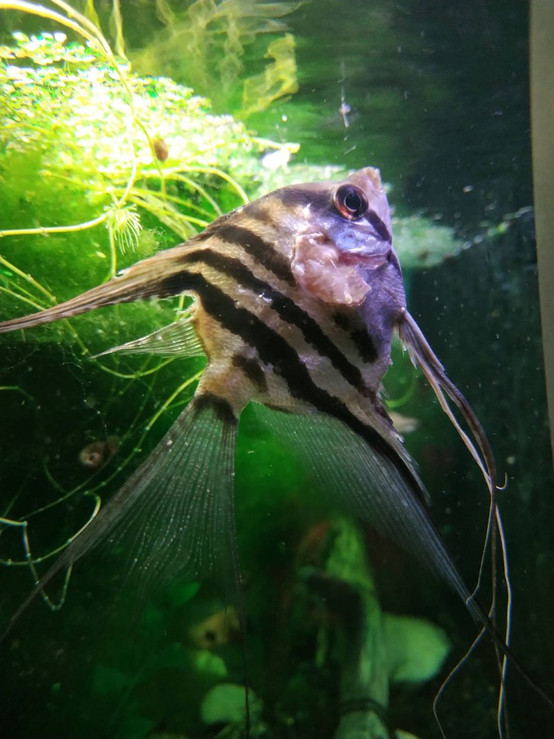 Скалярии пол