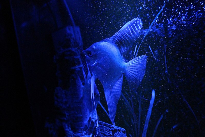 Перуанский Альтум альбинос