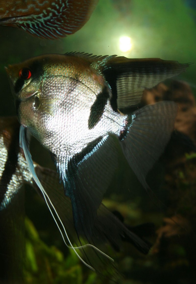 Скалярия черная высокоплавничная