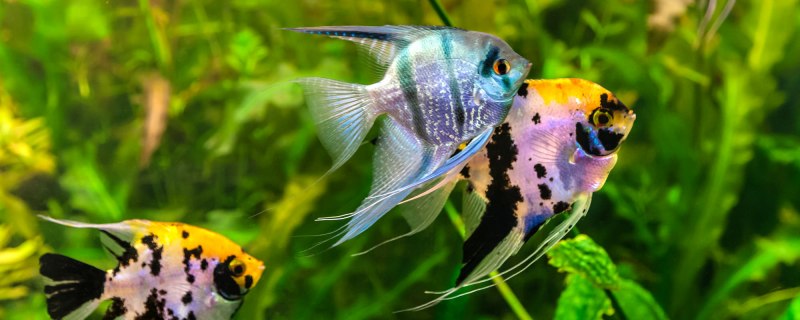 Скалярии Рио Нанай