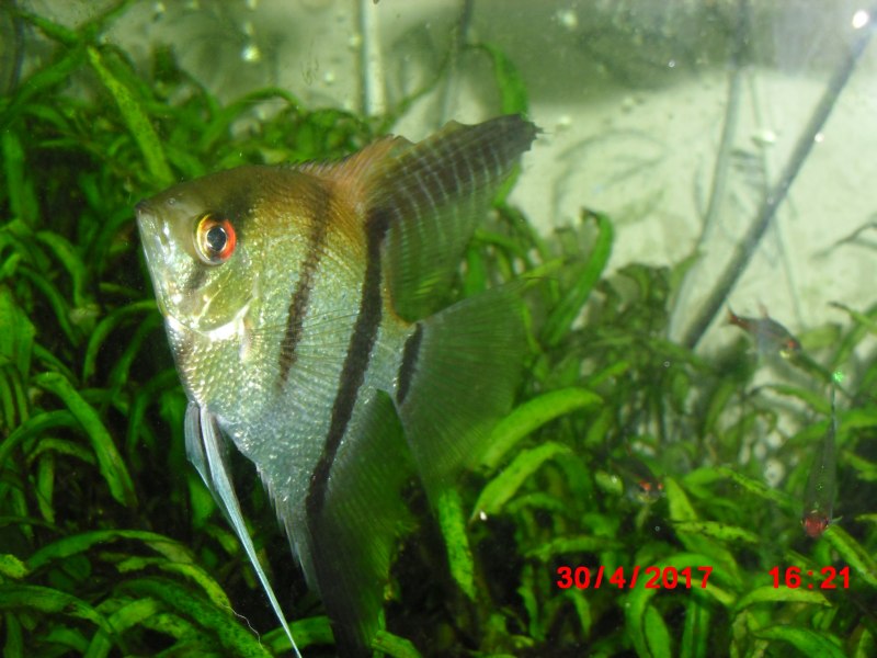 Скалярия якобинец