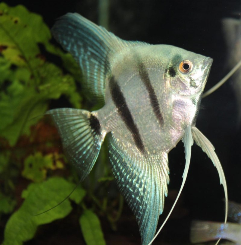 Скалярия платиновая