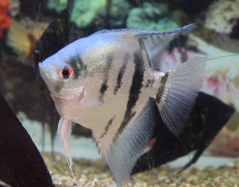 Макроподы и скалярии