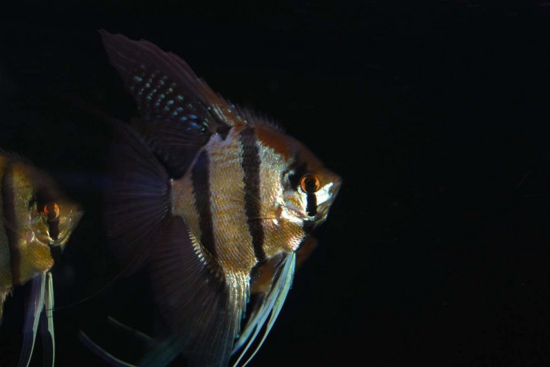 Барбус и Скалярия