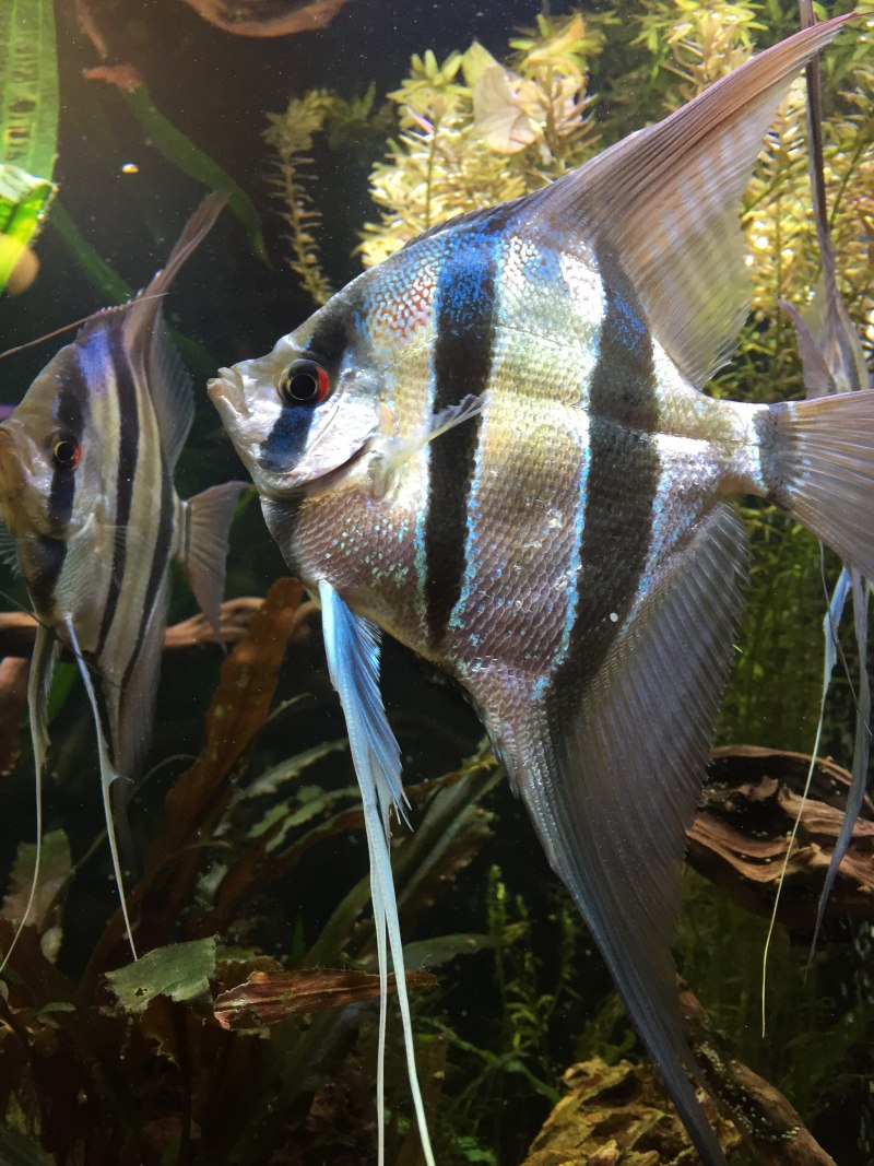 Рыбка Скалярия