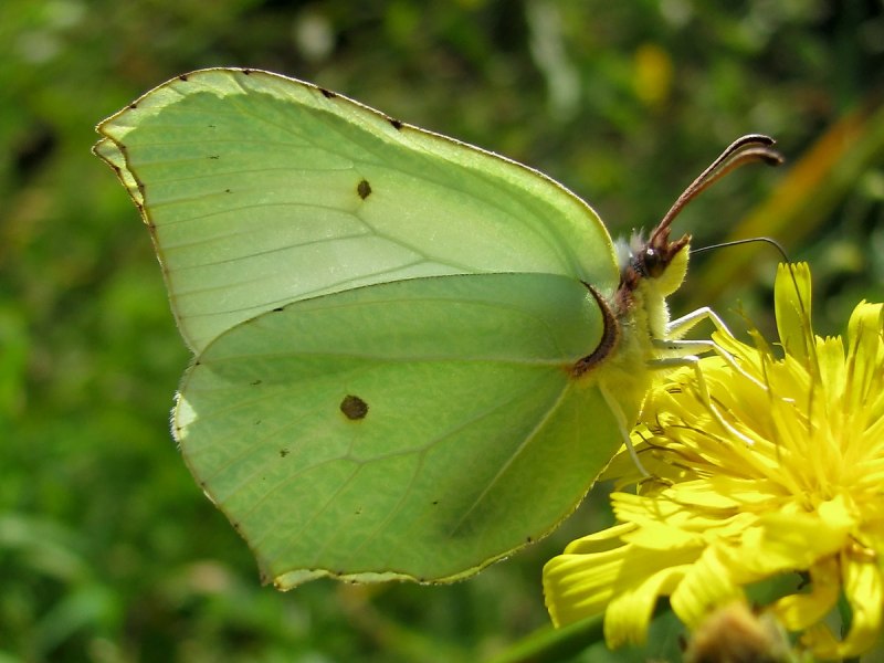 Бабочка Белянка лимонница