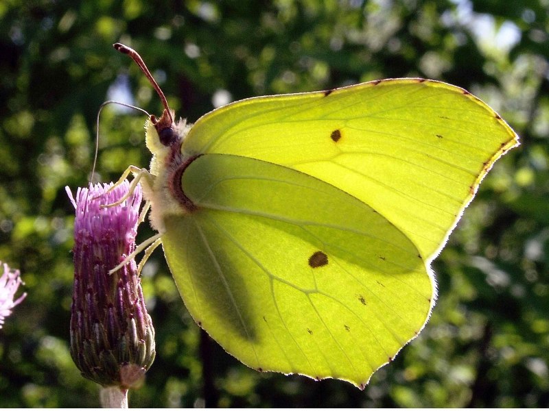 Лимонница крушинница