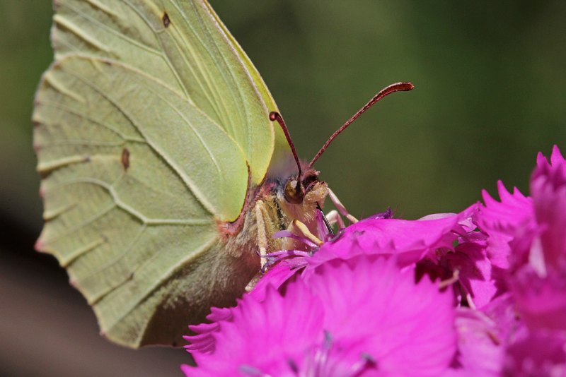 Gonepteryx rhamni лимонница