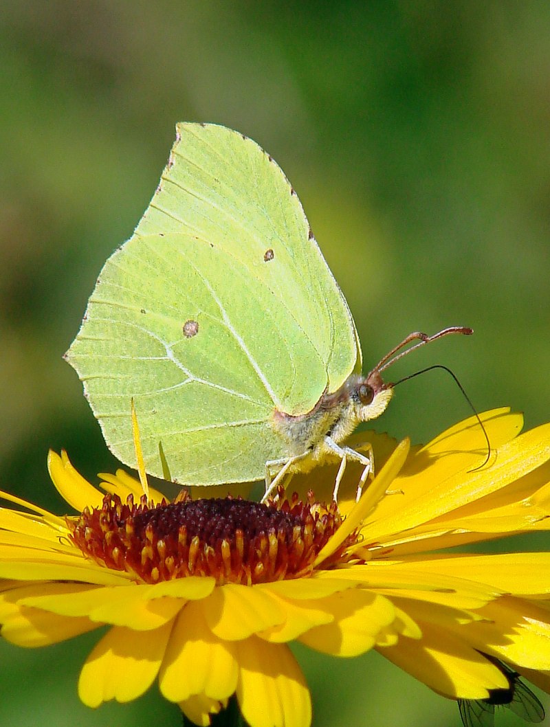 Лимонница крушинница