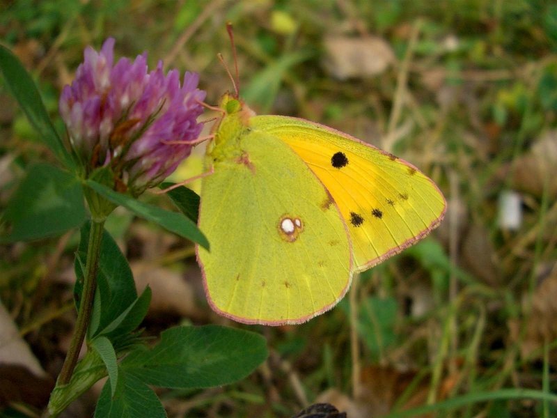 Лимонница крушинница
