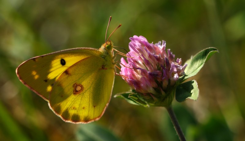 Бабочка лимонница