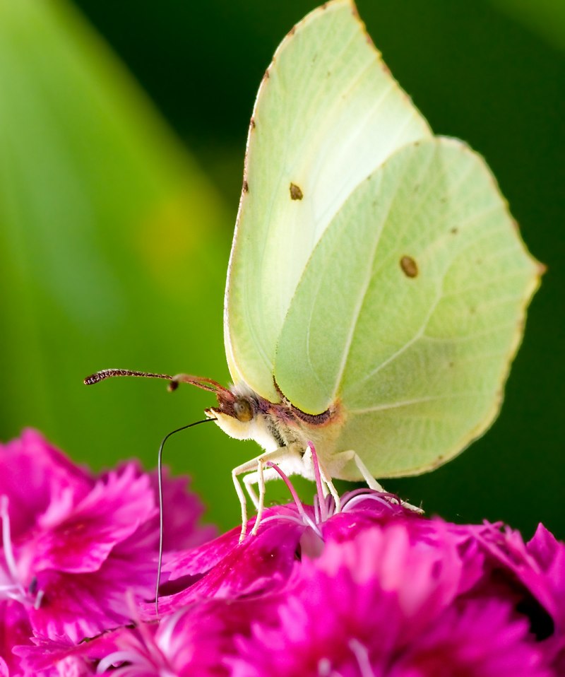Бабочка Белянка лимонница