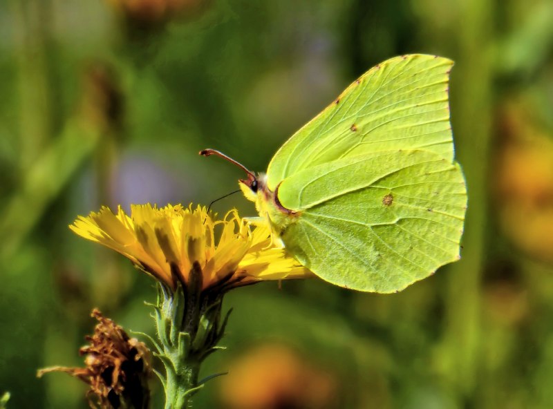Лимонница крушинница