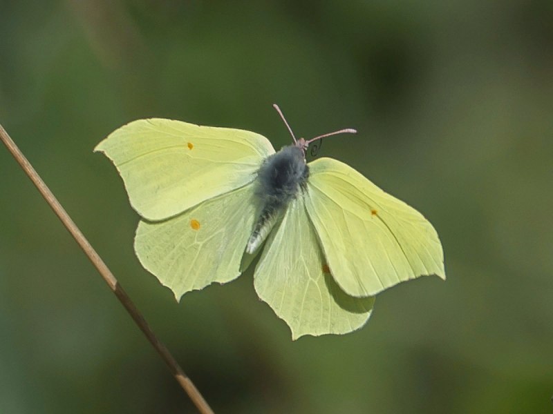 Лимонница крушинница