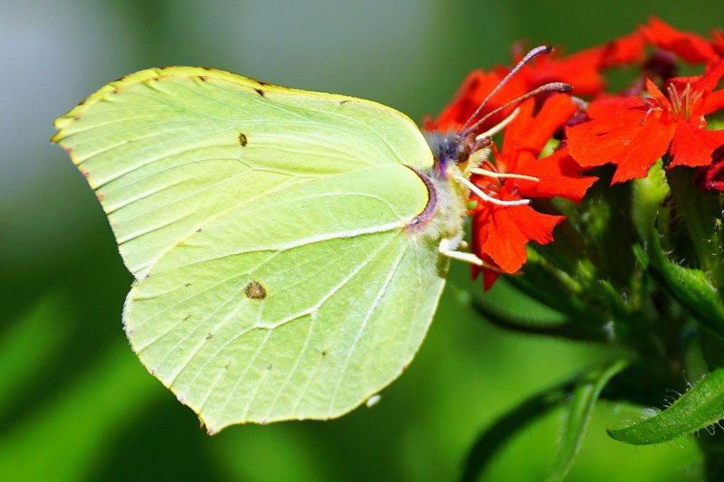 Лимонница крушинница