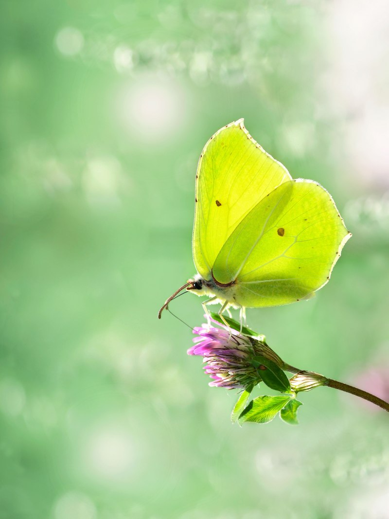 Gonepteryx rhamni лимонница