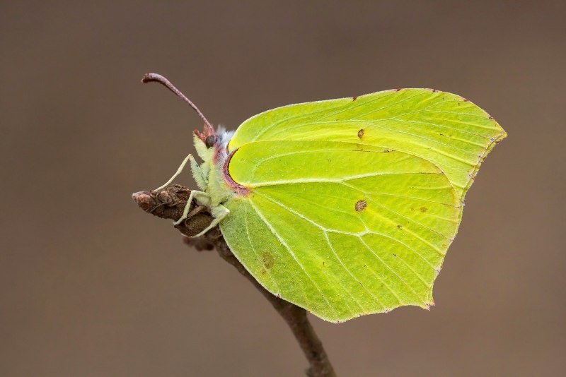 Gonepteryx rhamni лимонница