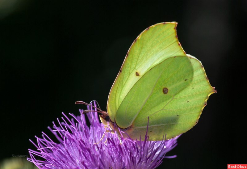Лимонница цветок