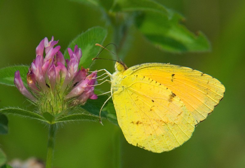 Бабочка лимонница самка
