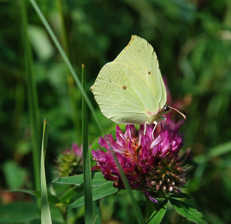 Gonepteryx rhamni крушинница