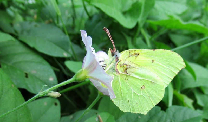 Бабочка лимонница