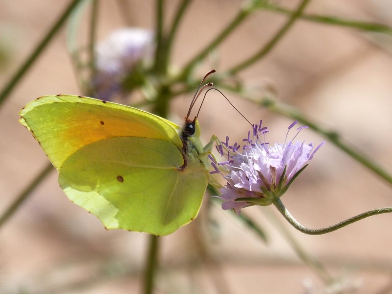Gonepteryx rhamni лимонница