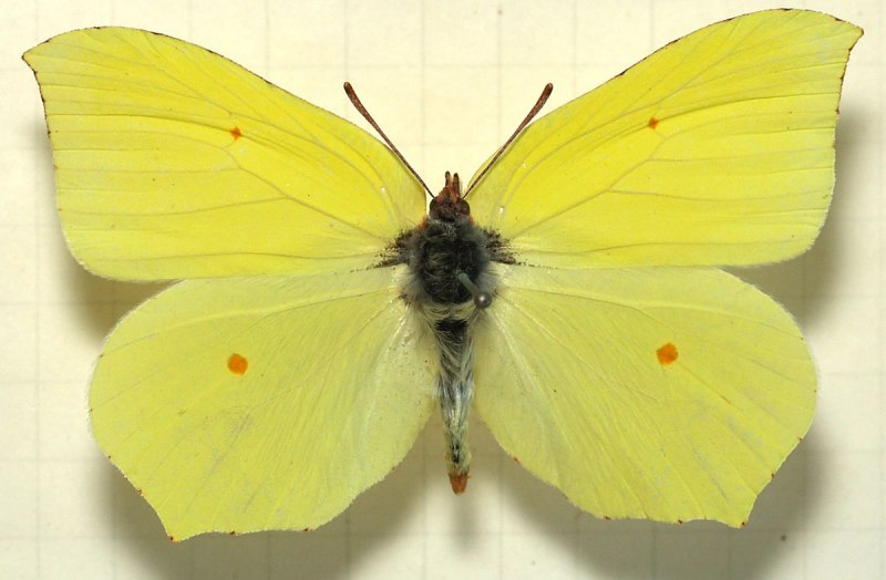 Бабочка лимонница