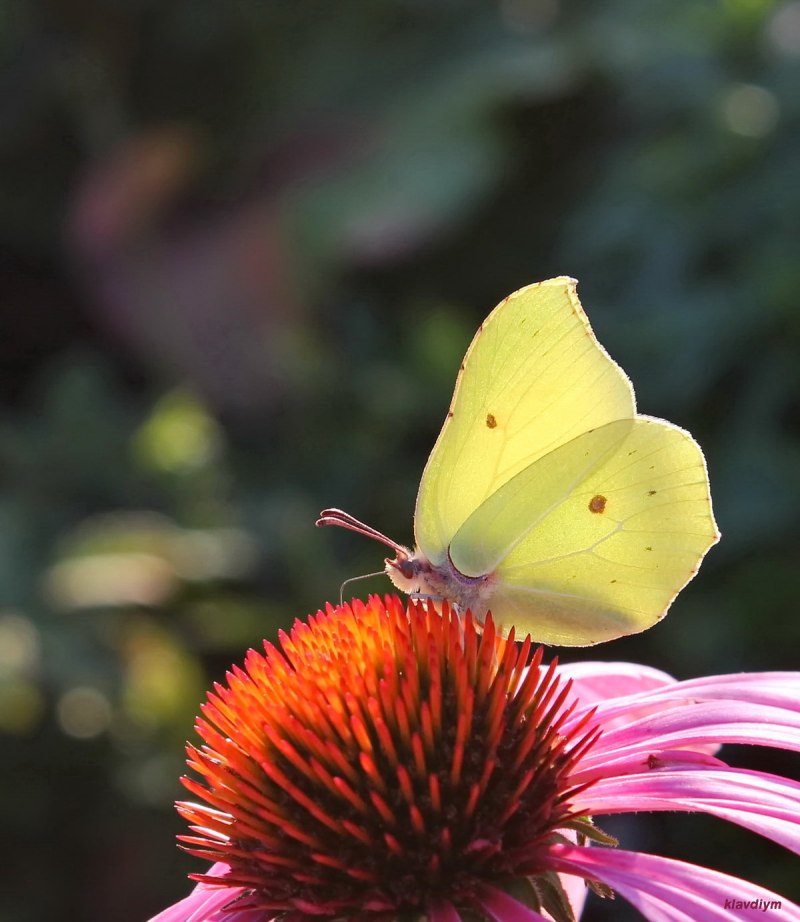 Крушинница мучнистая