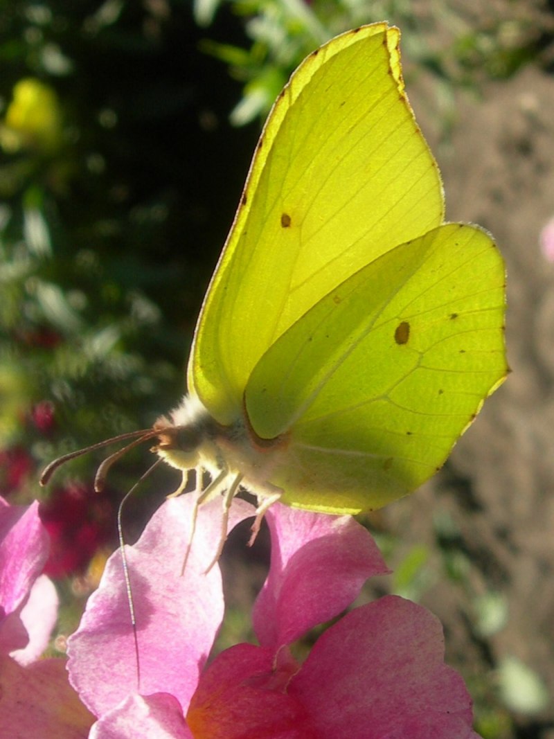 Gonepteryx rhamni лимонница