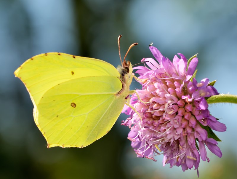Gonepteryx rhamni лимонница