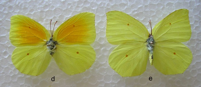 Бабочка лимонница