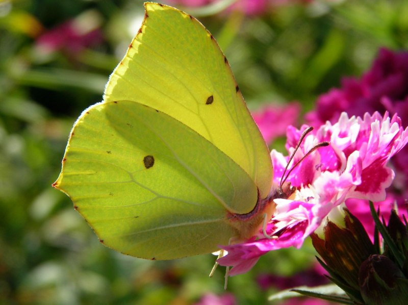 Лимонница крушинница