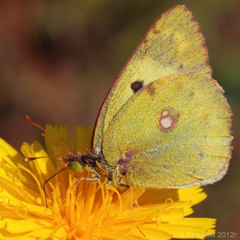 Лимонница крушинница