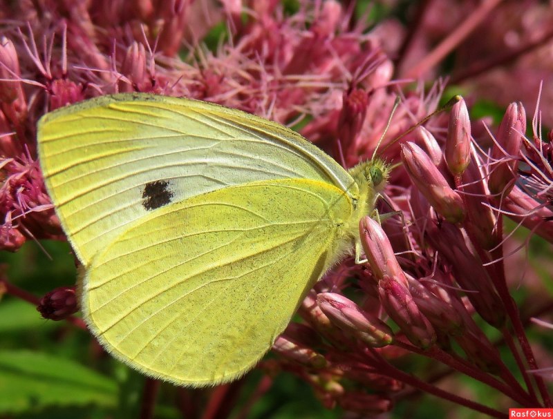Ротовой аппарат бабочки лимонницы