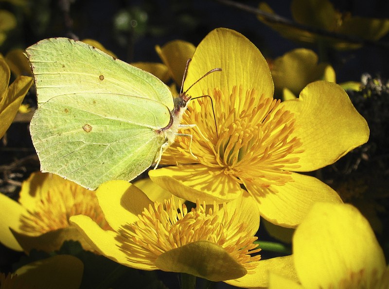 Гусеница крушинницы