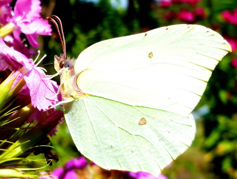 Бабочка лимонница