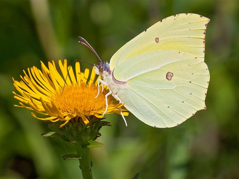 Бабочка лимонница