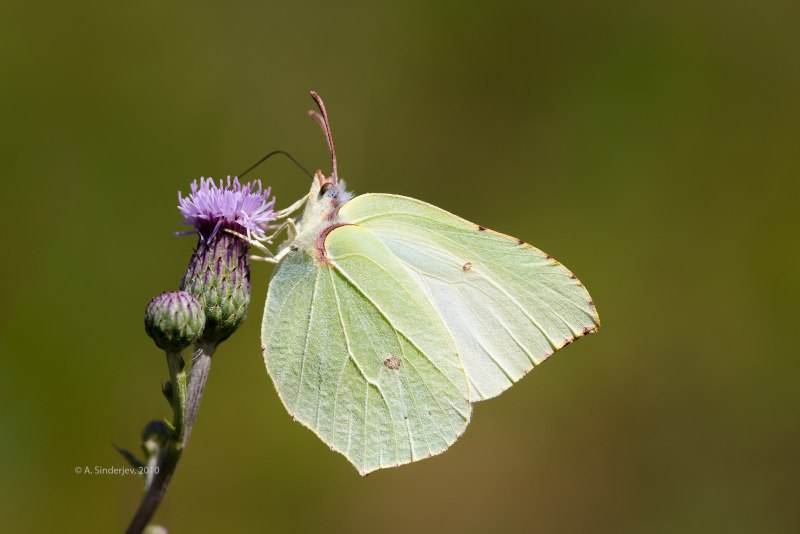 Лимонница желтая бабочка