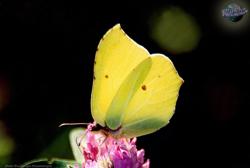 Бабочка лимонница макрофотография