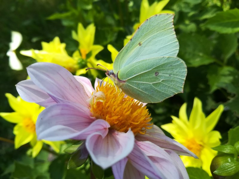 Желтушка Луговая бабочка