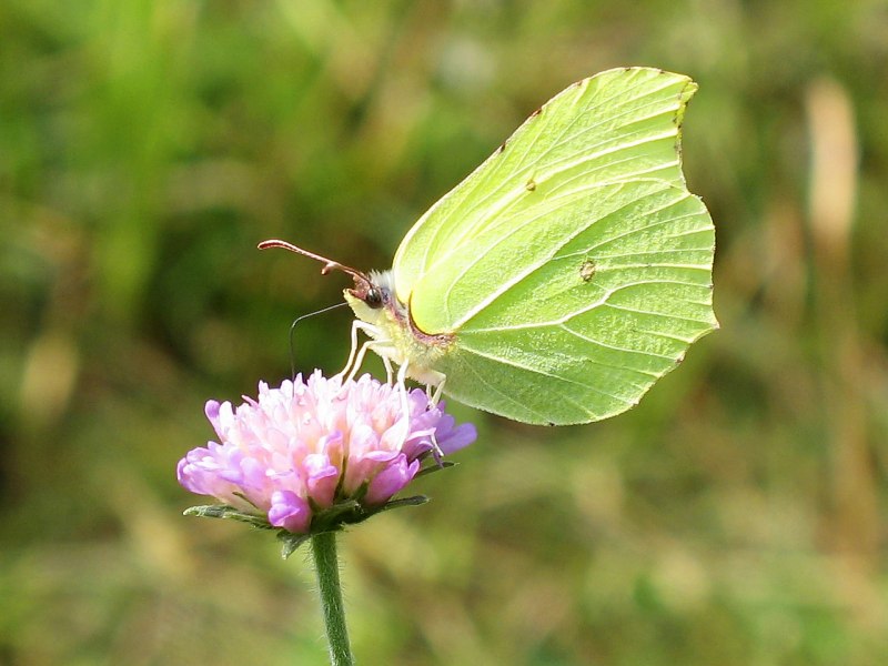Бабочка лимонница