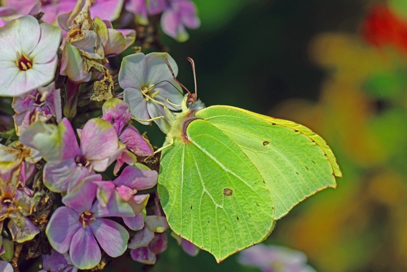 Бабочка лимонница картинка
