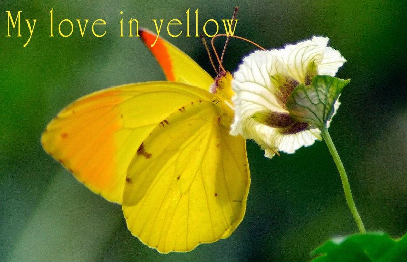 Лимонница Клеопатра