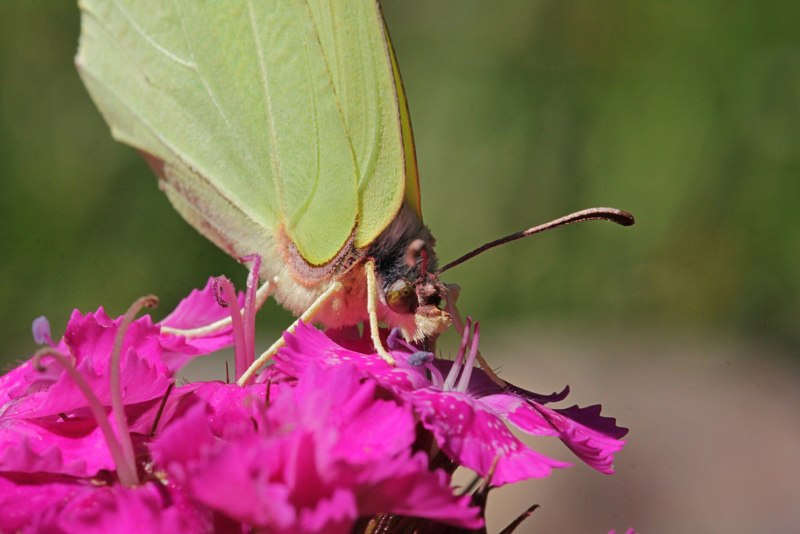 Бабочка лимонница самка