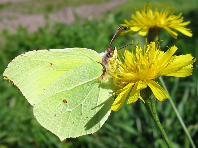 Gonepteryx rhamni гусеница
